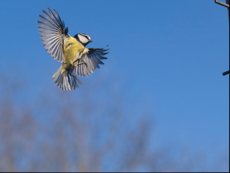 Blue tit, Cyanistes caeruleus, Single bird in flight, Warwickshire, April 2023の写真素材