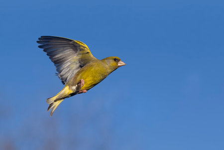 Greenfinch, Chloris chloris, Single bird in flight, Warwickshire, April 2023の写真素材