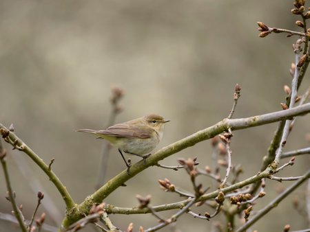 Chiffchaff, Phylloscopus collybita, Single bird on branch, Warwickshire, April 2023の写真素材
