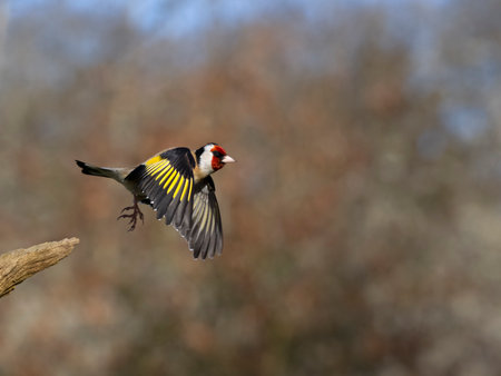Goldfinch, Carduelis carduelis, Single bird in flight, Warwickshire, April 2023の写真素材
