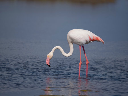 Greater flamingo, Phoenicopterus roseus, single bird in water, Sardinia, April 2023の写真素材