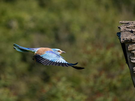 European roller, Coracias garrulus, single bird in flight, Bulgaria, June 2023の写真素材