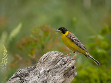 Black-headed bunting, Emberiza melanocephala, Single male on log, Bulgaria, June 2023の写真素材