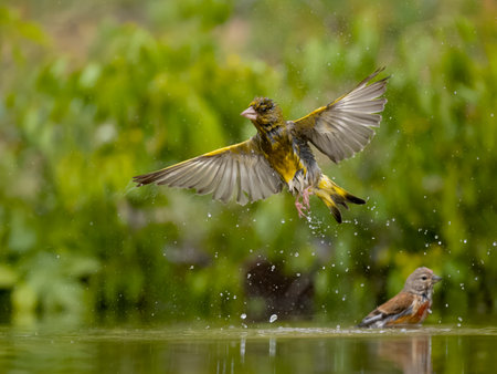 Greenfinch, Chloris chloris, single bird in water bathing, Bulgaria, June 2023の写真素材