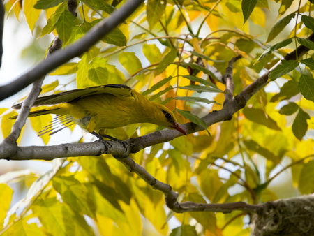 Golden oriole, Oriolus oriolus, single bird on nest, Bulgaria, June 2023の写真素材