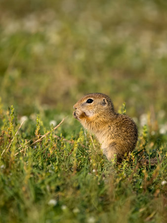 European ground-squirrel or European souslik, Spermophilus citellus, single mammal in grass, ...