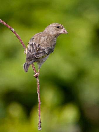 Greemfinch, Chloris chloris, single female on branch, Bulgaria, June 2023の写真素材