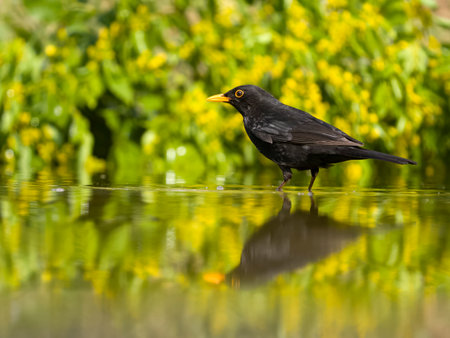 Blackbird, Turdus merula, single male in water, Bulgaria, June 2023の写真素材