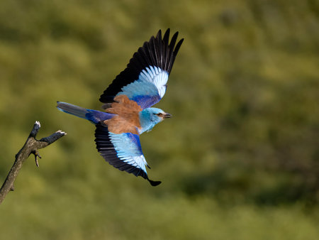 European roller, Coracias garrulus, single bird in flight, Bulgaria, June 2023の写真素材