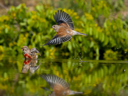Linnet, Linaria cannabina, single male in flight, Bulgaria, June 2023の写真素材