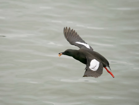 Black guillemot, Cepphus grylle, single bird in flight with fish, Scotland, June 2023の写真素材