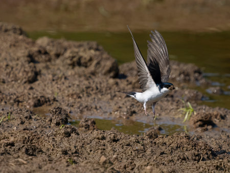 House martin, Delichon urbicum, single bird collecting mud, Warwickshire, June 2023の写真素材