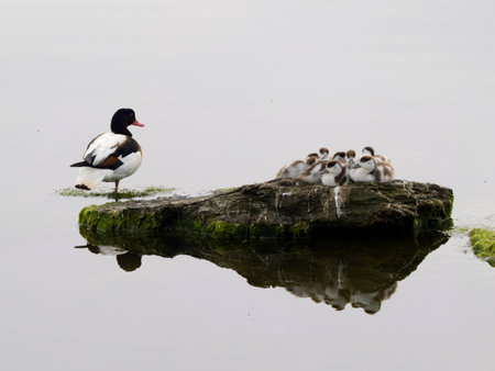 Shelduck, Tadorna tadorna, adult with young family, Anglesey, Wales, June 2023の写真素材