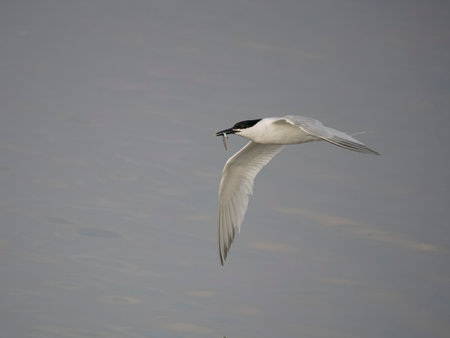 Sandwich tern, Sterna sandvicensis, single bird in flight, Anglesey, Wales, June 2023