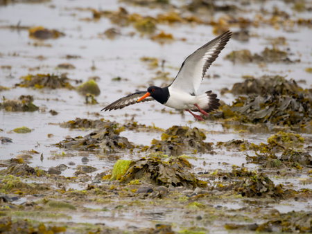 Oystercatcher, Haematopus ostralegus, single bird in flight, Anglesey, Wales, June 2023の写真素材