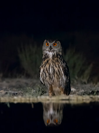 Eagle owl, Bubo bubo, single bird by water at night, Spain, July 2023の写真素材