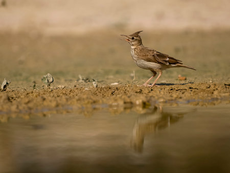 Crested lark, Galerida cristata, single bird by water, Spain, July 2023の写真素材