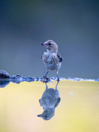 Goldfinch, Carduelis carduelis, single immature  bird by water, Spain, July 2023の写真素材