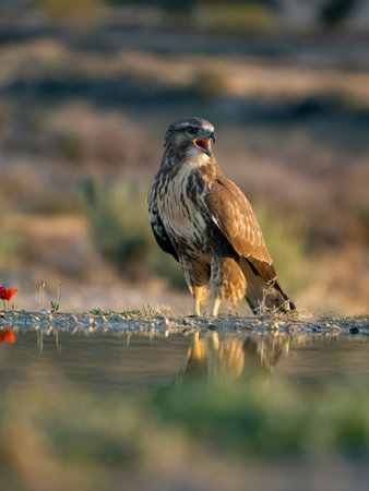 Common buzzard, Buteo buteo, single bird by water, Spain, July 2023の写真素材