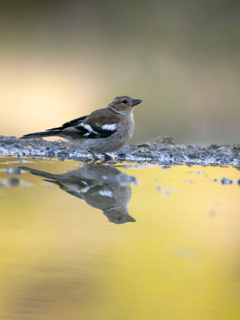 Chaffinch, Fringilla coelebs, single female by water, Spain, July 2023の写真素材