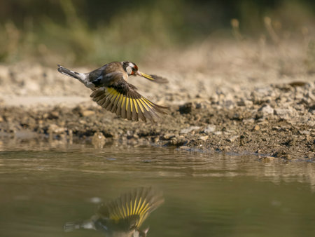 Goldfinch, Carduelis carduelis, single bird in flight by water, Spain, July 2023の写真素材