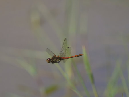 Ruddy darter, Sympetrum sanguineum, single insect in flight, Warwickshire, August 2023