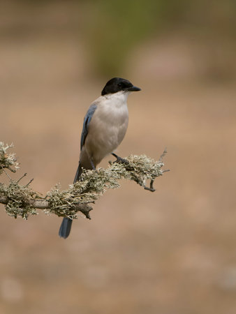 Azure-winged magpie, Cyanopica cyanus, single bird on branch, Spain, September 2023の写真素材