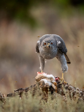 Eurasian or Northern goshawk, Accipiter gentilis, single male on rabbit, Spain, September 2023の写真素材