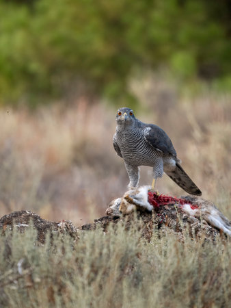 Eurasian or Northern goshawk, Accipiter gentilis, single male on rabbit, Spain, September 2023の写真素材