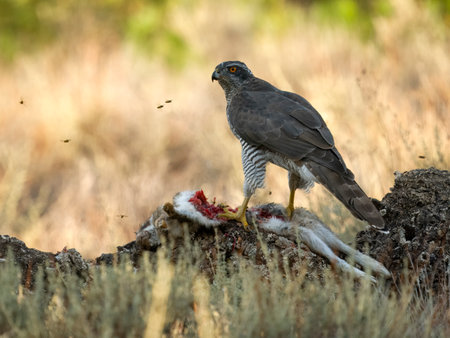 Eurasian or Northern goshawk, Accipiter gentilis, single female on rabbit, Spain, September 2023の写真素材