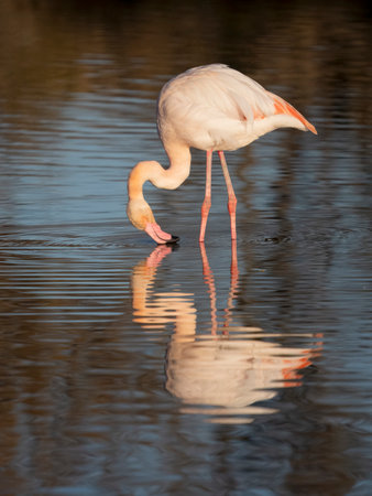 Greater flamingo, Phoenicopterus roseus, single bird in water, Camargue, France, December 2023の写真素材