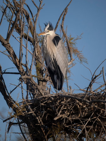 Grey heron, Ardea cinerea, single bird on nest, Camargue, France, December 2023の写真素材