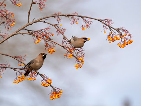 Waxwing, Bombycilla garrulus, two birds on berrries, West Midlands, January 2024の写真素材