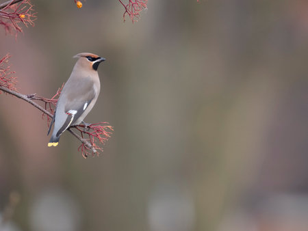 Waxwing, Bombycilla garrulus, single bird on berrries, West Midlands, January 2024の写真素材