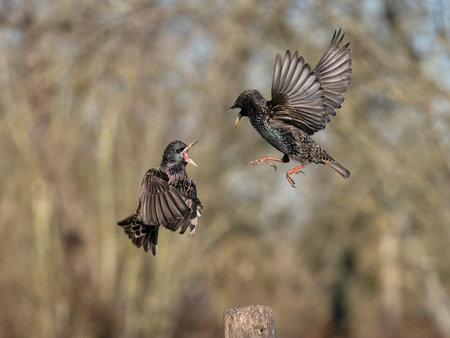 Common starling, Sturnus vulgaris, two birds fighting, Essex, January 2024の写真素材