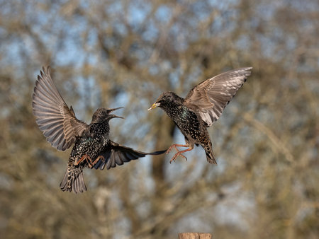 Common starling, Sturnus vulgaris, two birds fighting, Essex, January 2024の写真素材