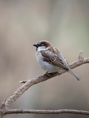House sparrow, Passer domesticus, single male bird on branch, Warwickshire, March 2024