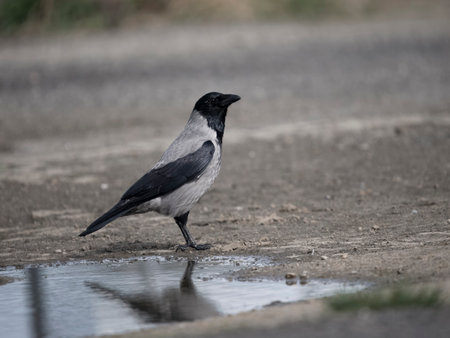 Hooded crow, Corvus cornix, single bird by water, Scotland, March 2024の写真素材