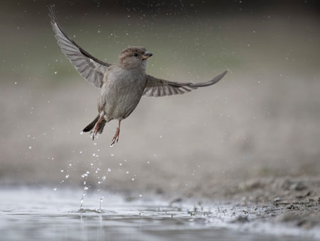 House sparrow, Passer domesticus, single female bird leaping from water,  Warwickshire, March 2024の写真素材