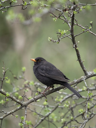 Blackbird, Turdus merula, single male on branch, Warwickshire, March 2024の写真素材