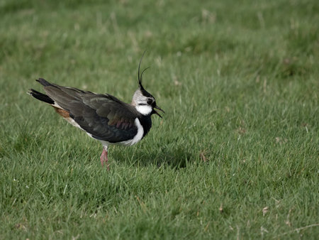 Northern lapwing, Vanellus vanellus, single male  bird displaying, Kent, April 2024