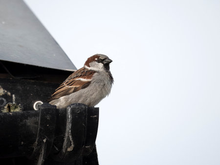 House sparrow, Passer domesticus, single male bird on roof gutter, Kent, April 2024の写真素材
