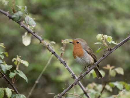 Robin, Erithacus rubecula, Single bird on bramble, Sussex, April 2024
