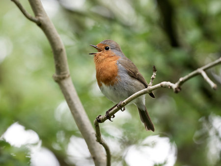 Robin, Erithacus rubecula, single bird singing on branch, Wales, April 2024