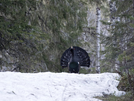 Capercaillie, Tetrao urogallus, single male in snow at lek or display ground, Norway, May 2024の写真素材