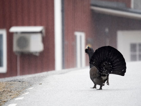 Capercaillie, Tetrao urogallus, single male in snow by side of road, Norway, May 2024の写真素材