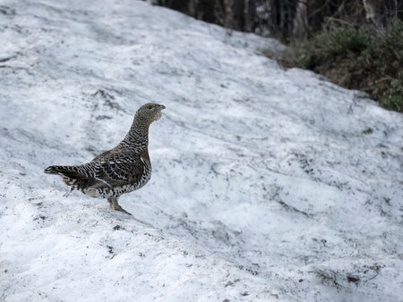 Capercaillie, Tetrao urogallus, single female on ground in snow, Norway, May 2024の写真素材