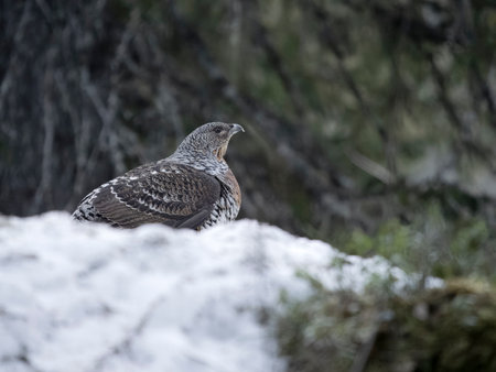 Capercaillie, Tetrao urogallus, single female on ground in snow, Norway, May 2024の写真素材