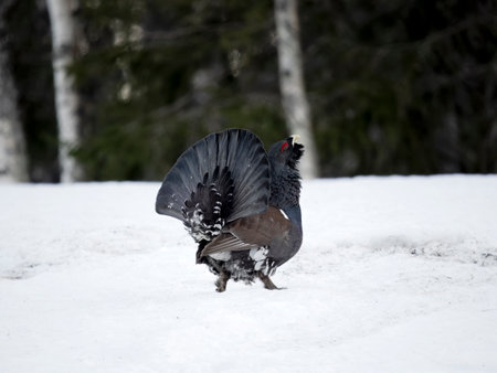 Capercaillie, Tetrao urogallus, single male in snow at lek or display ground, Norway, May 2024の写真素材