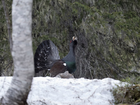 Capercaillie, Tetrao urogallus, single male in snow with female at lek or display ground, Norway, May 2024の写真素材